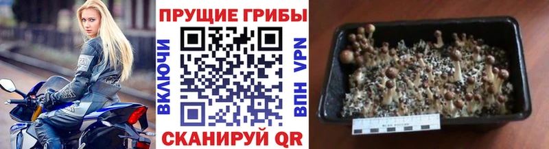 Купить закладки  Макарьев  Псилоцибиновые грибы MAGIC MUSHROOMS 